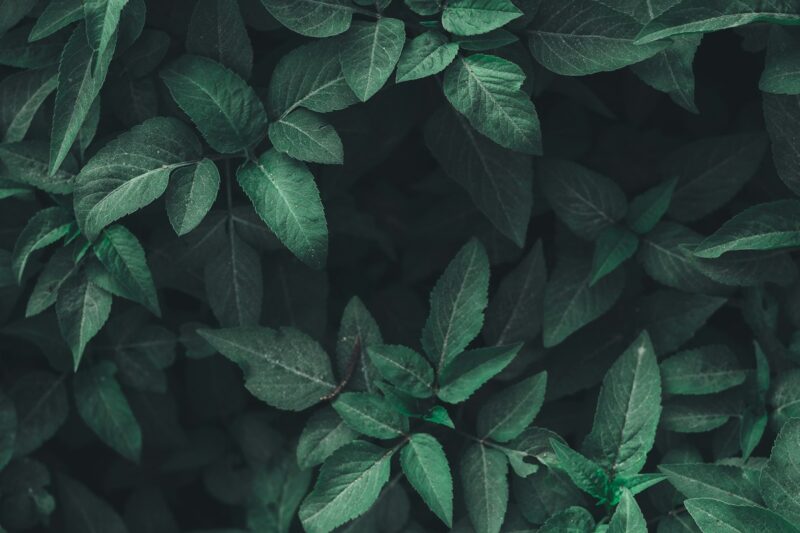 biophilic nature design